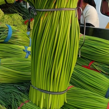 蒜苔红帽蒜薹一手货源价格美丽欢迎来电洽谈