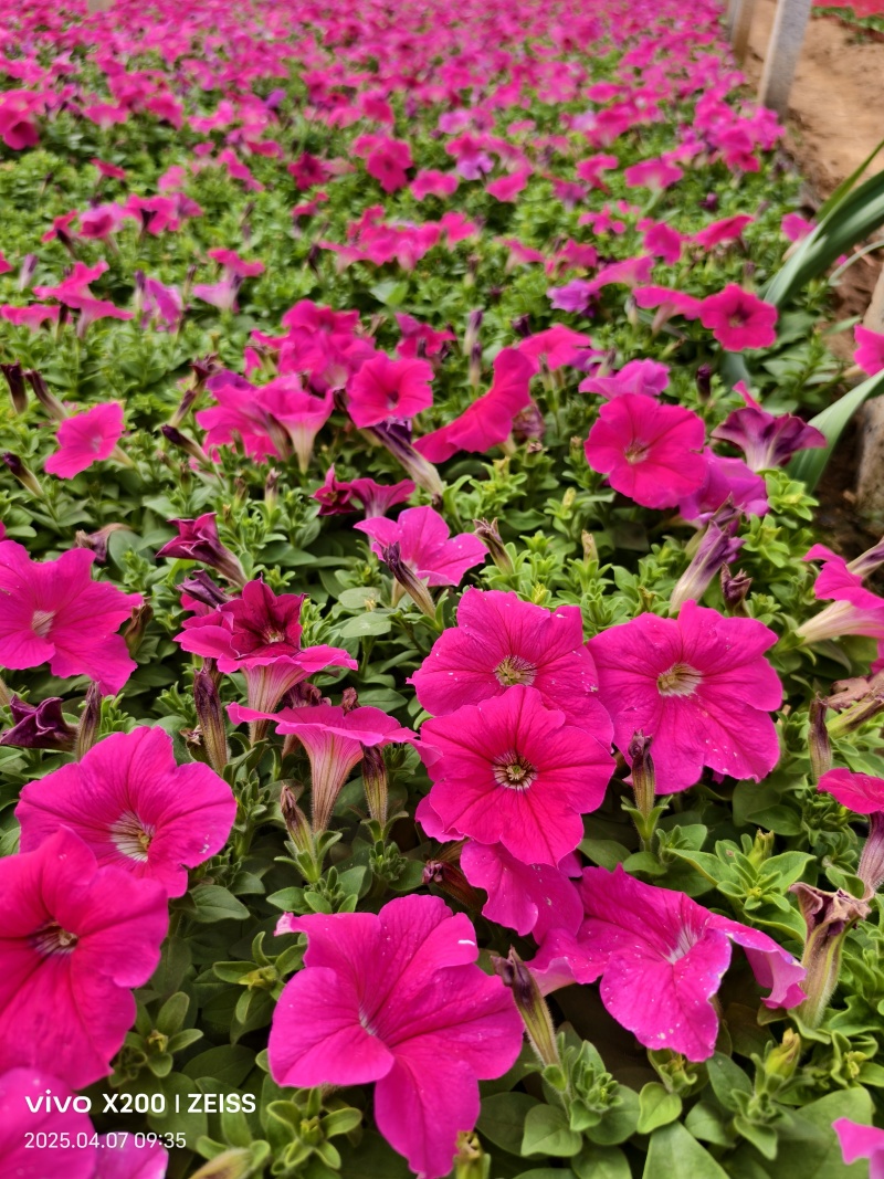 矮牵牛。市政节日租摆草花多种颜色搭配更出彩