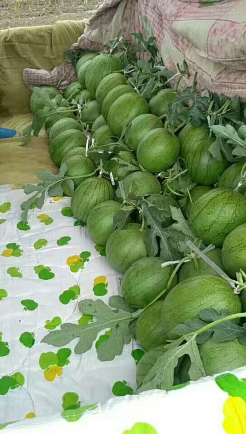 黄瓤小凤西瓜精品4k西瓜