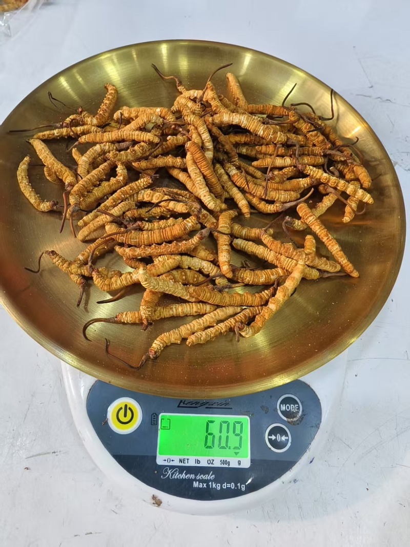 冬虫夏草货源充足，产地直发，诚信经营，欢迎客商来电