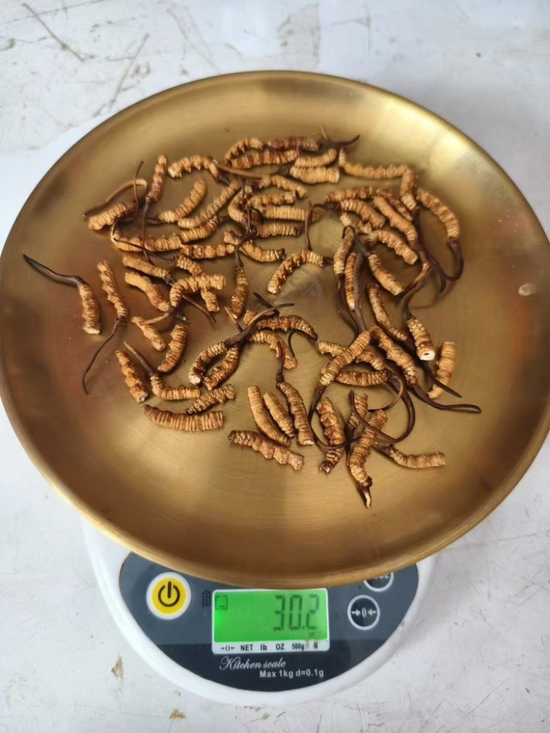 冬虫夏草货源充足，产地直发，诚信经营，欢迎客商来电