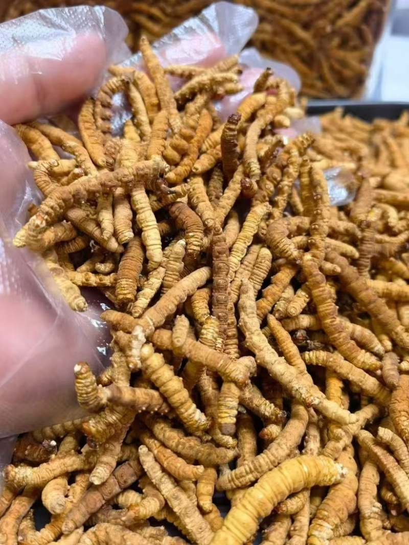 冬虫夏草货源充足，产地直发，诚信经营，欢迎客商来电