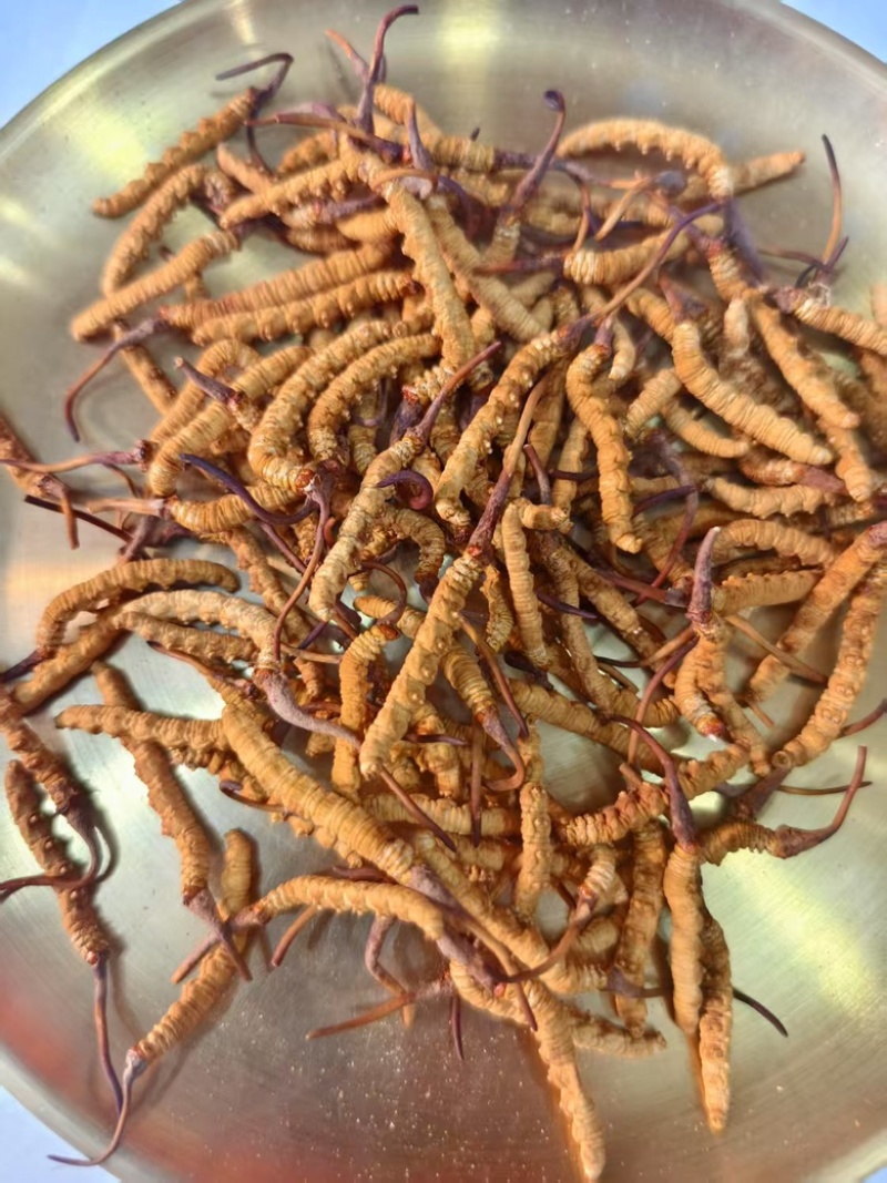 冬虫夏草货源充足，产地直发，诚信经营，欢迎客商来电