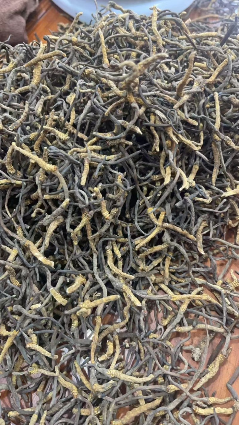 冬虫夏草货源充足，产地直发，诚信经营，欢迎客商来电