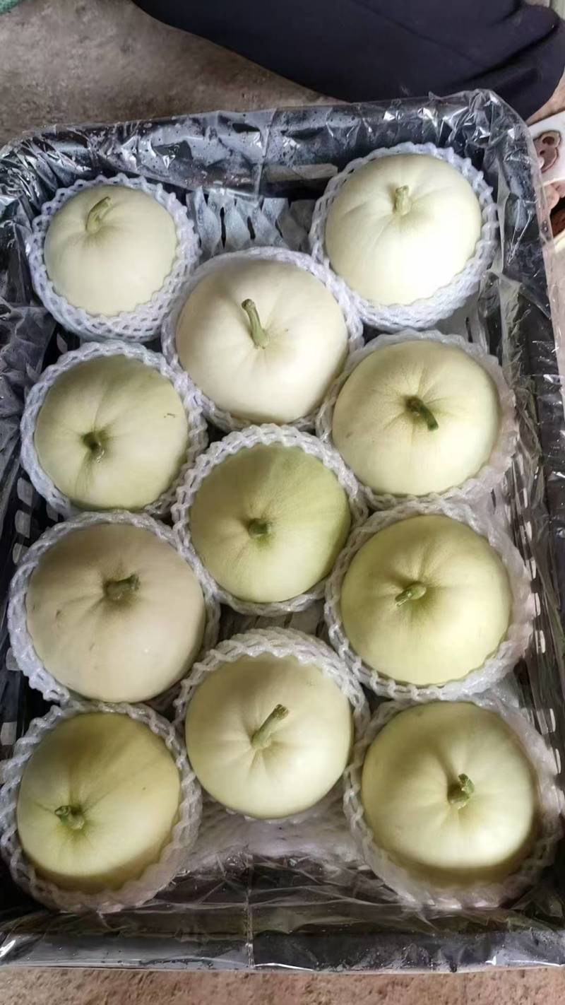 广西田瓜大量上市，品质好价格实惠，产地直销，欢迎联系要货