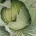 汝州甘蓝无烧心烧边无虫眼黑点货量大按需求分拣打包全国接单