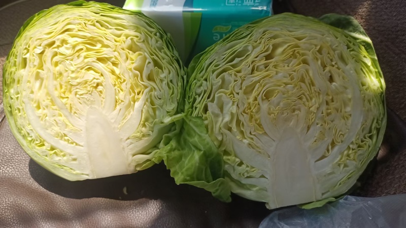 汝州甘蓝无烧心烧边无虫眼黑点货量大按需求分拣打包全国接单