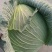 汝州甘蓝无烧心烧边无虫眼黑点货量大按需求分拣打包全国接单