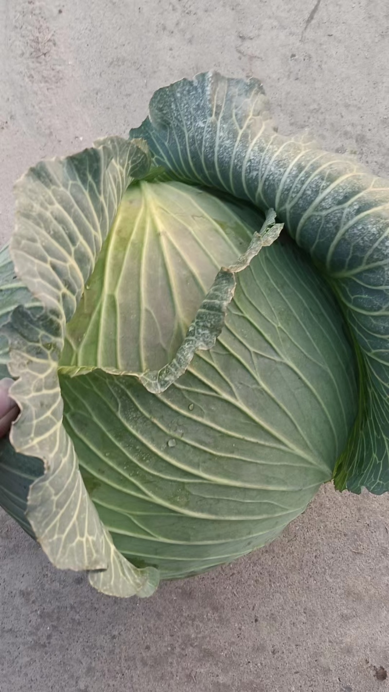 汝州甘蓝无烧心烧边无虫眼黑点货量大按需求分拣打包全国接单
