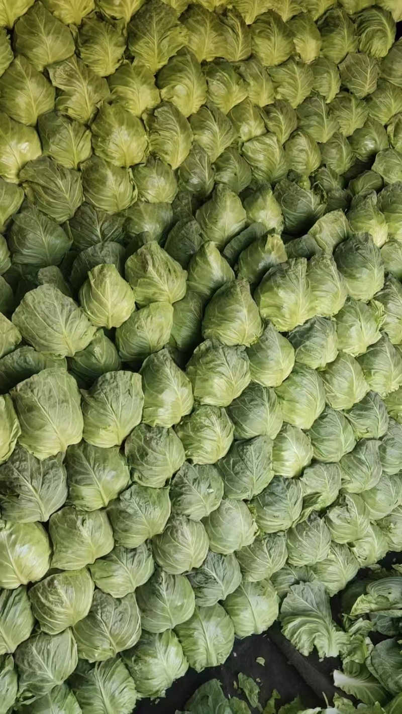 汝州甘蓝无烧心烧边无虫眼黑点货量大按需求分拣打包全国接单