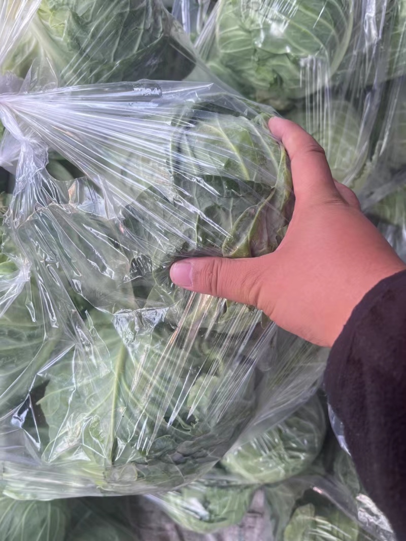 汝州甘蓝无烧心烧边无虫眼黑点货量大按需求分拣打包全国接单