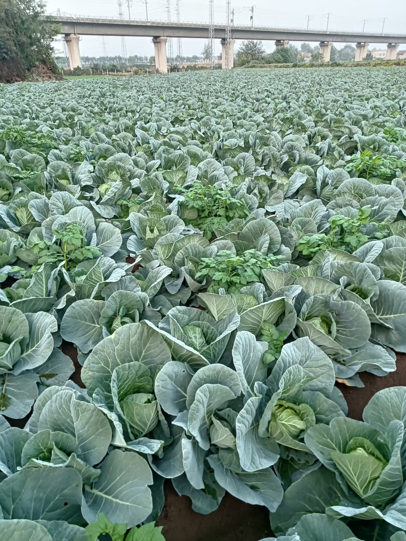 汝州甘蓝无烧心烧边无虫眼黑点货量大按需求分拣打包全国接单