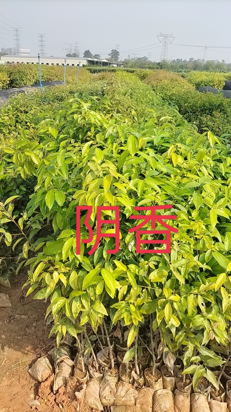 阴香苗