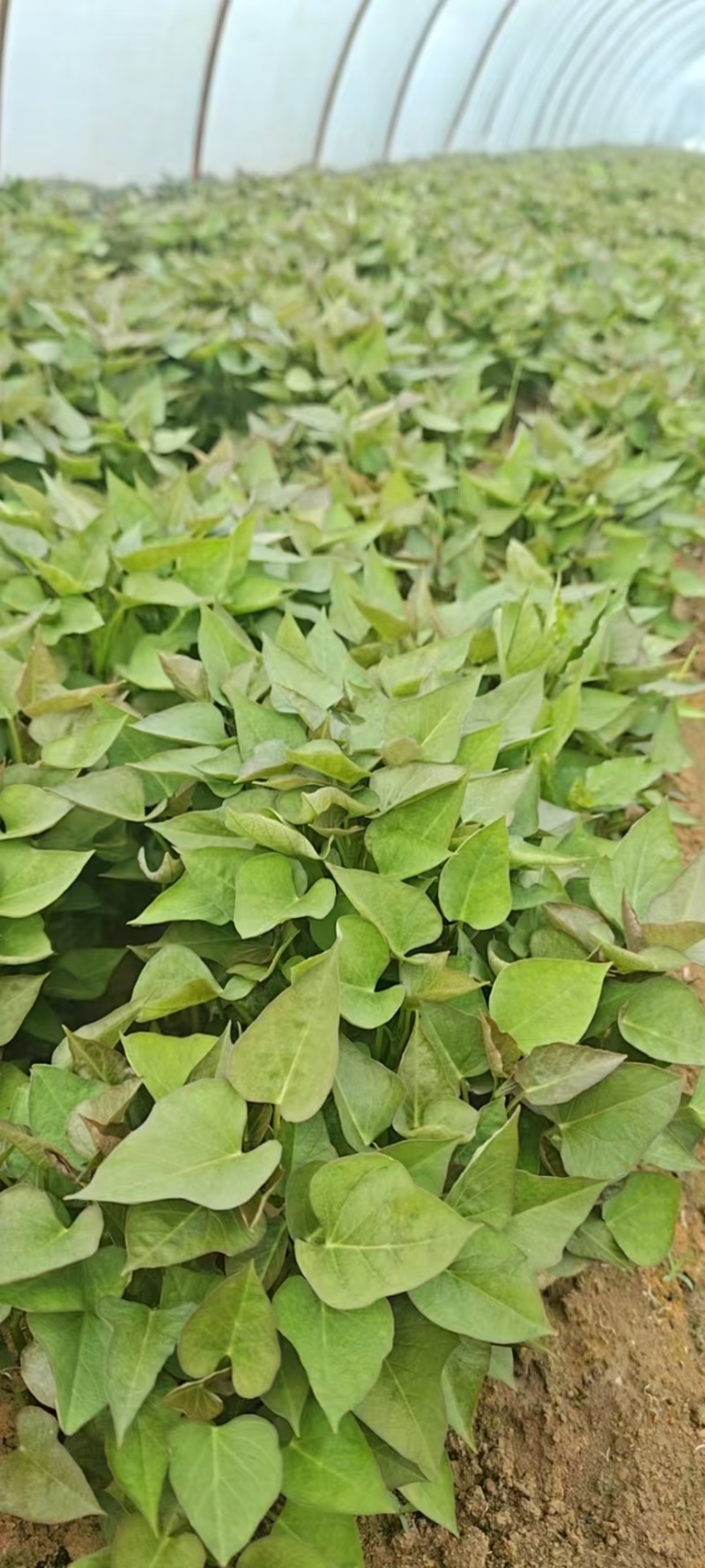 脱毒红薯苗，西瓜红，烟薯，龙薯，商薯，济薯，品种齐全基地