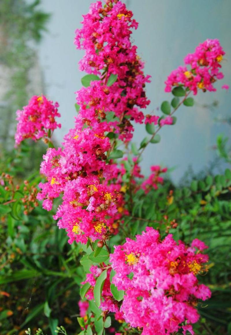 紫薇花苗，百日红