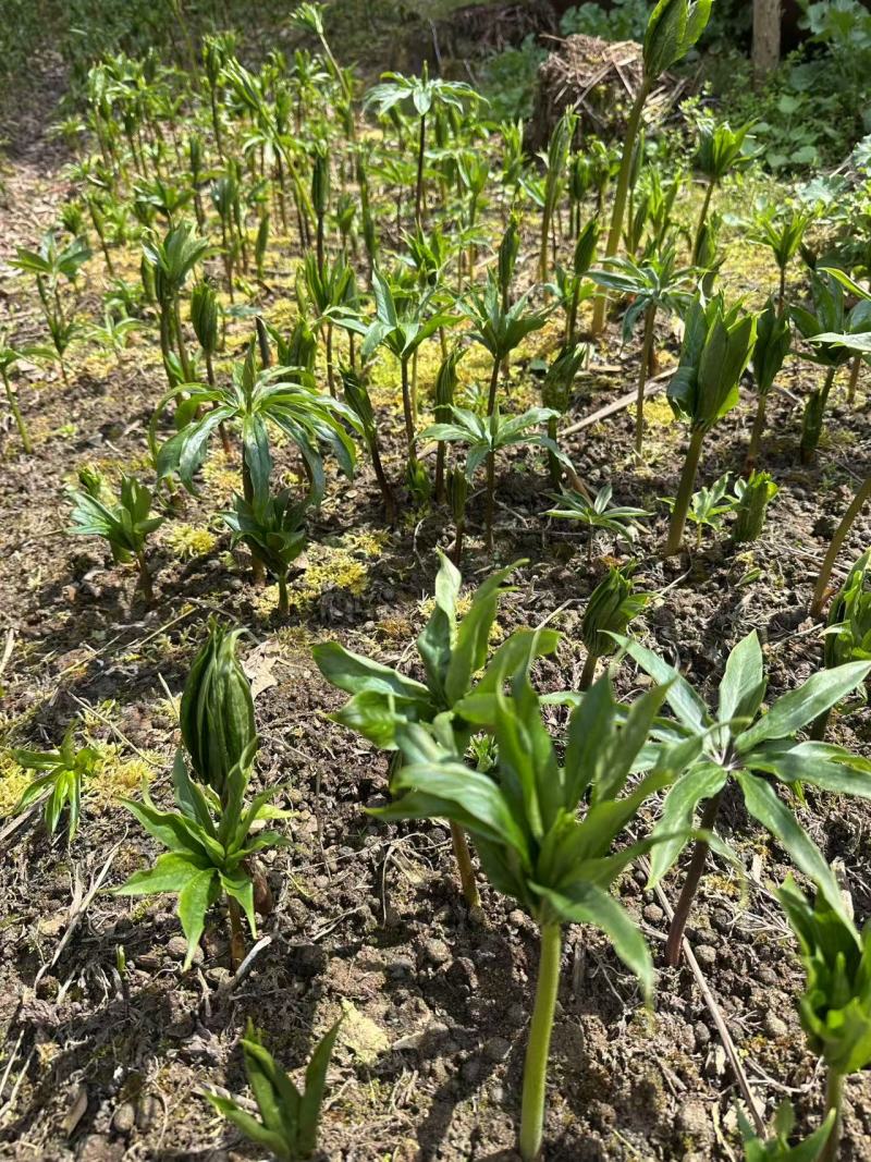 重楼，家种的块茎大，开视频可供全国可现场货源充足