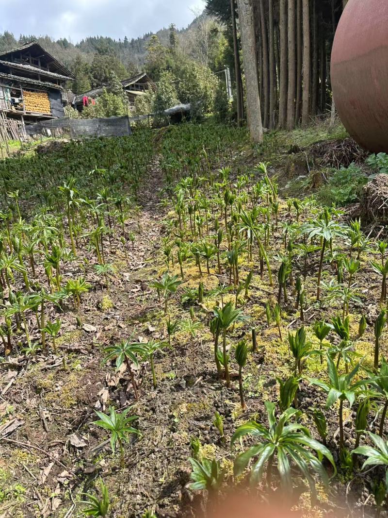 重楼，家种的块茎大，开视频可供全国可现场货源充足