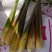 鸡腿茭白（无黑心双季茭白，基地种植，产地直供）
