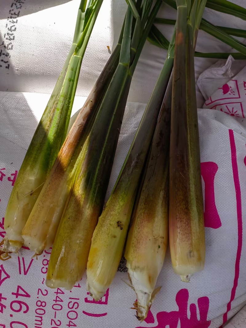 鸡腿茭白（无黑心双季茭白，基地种植，产地直供）