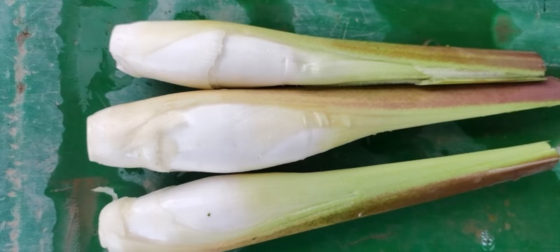 鸡腿茭白（无黑心双季茭白，基地种植，产地直供）