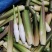 鸡腿茭白（无黑心双季茭白，基地种植，产地直供）