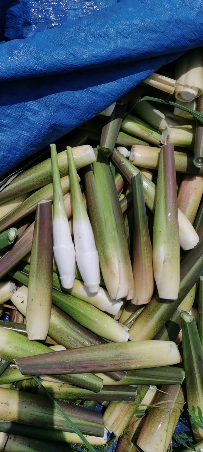 鸡腿茭白（无黑心双季茭白，基地种植，产地直供）