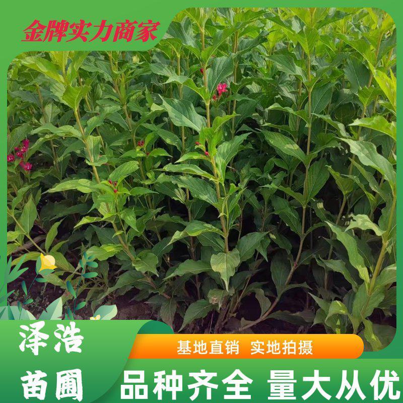 红王子锦带河北保定正宗红王子锦带批发红王子锦带