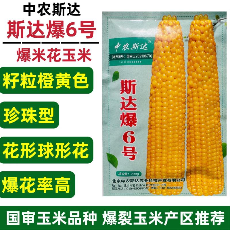 中农斯达爆米花种子斯达爆6号玉米种子珍珠型爆花率高球形花