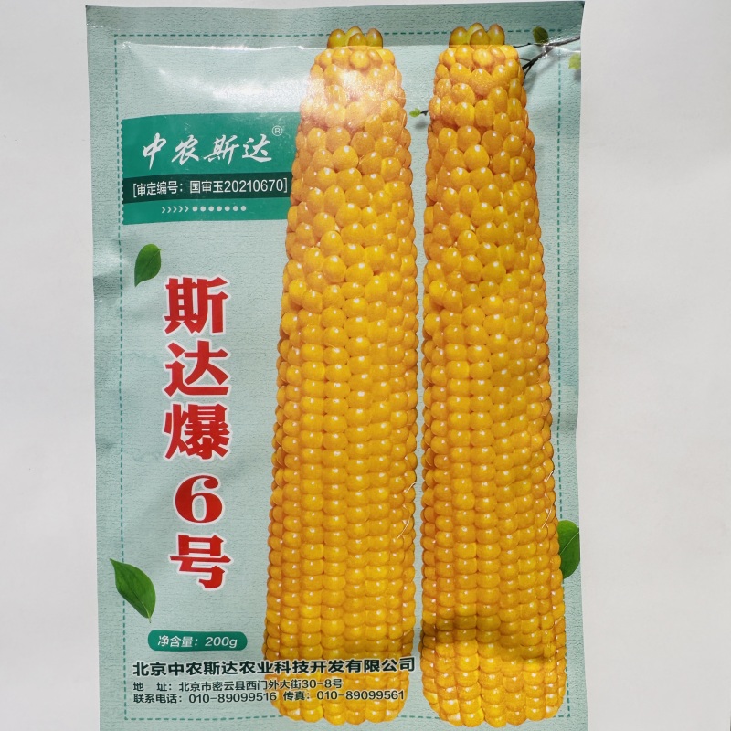 中农斯达爆米花种子斯达爆6号玉米种子珍珠型爆花率高球形花