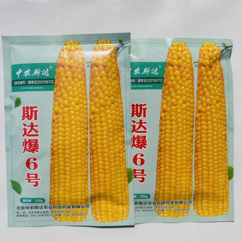 中农斯达爆米花种子斯达爆6号玉米种子珍珠型爆花率高球形花