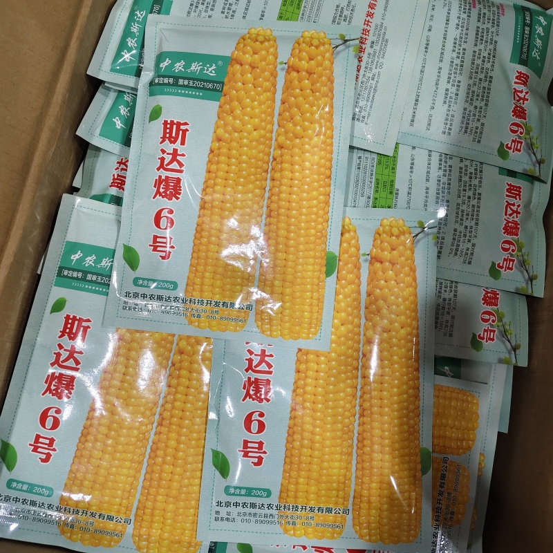 中农斯达爆米花种子斯达爆6号玉米种子珍珠型爆花率高球形花
