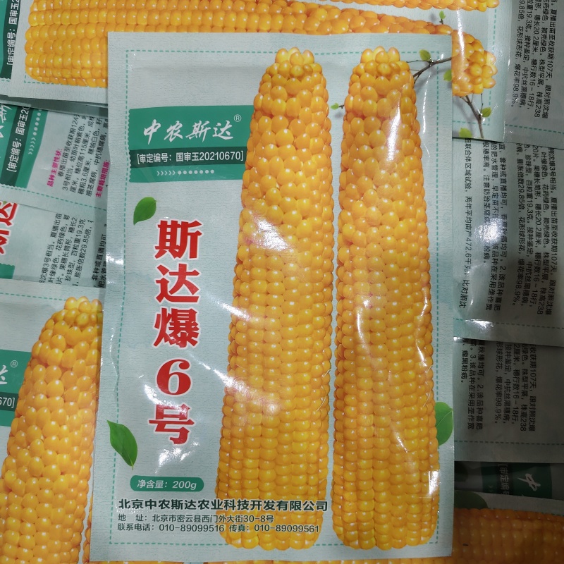 中农斯达爆米花种子斯达爆6号玉米种子珍珠型爆花率高球形花