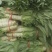 精品青皮莴笋大量上市欢迎各位老板订购前来实地考察看货。