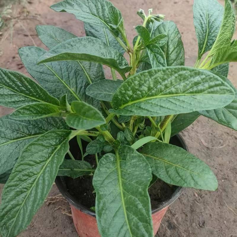 人参果盆栽大苗！自产自销基地直发。120盆