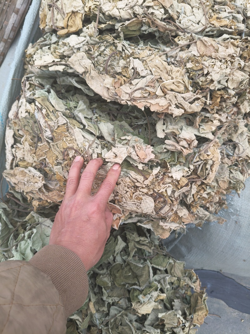 大量批发野生构树叶可喂养林麝，牛，羊