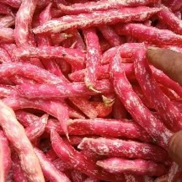 红金钩大红袍豆角6/7/8个豆居多，豆角吐纽就是红色