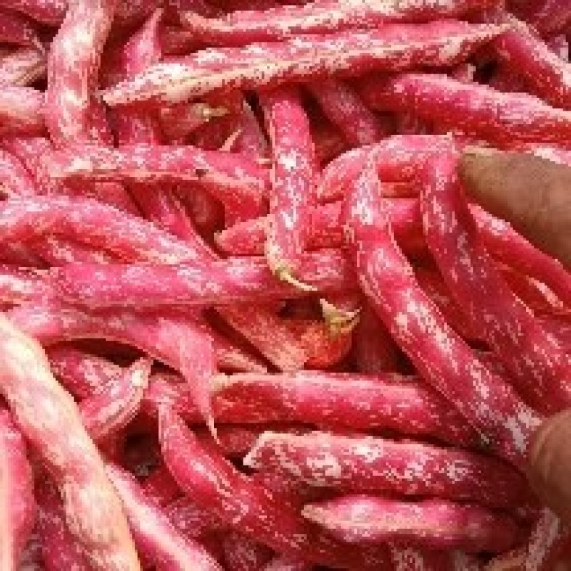 红金钩大红袍豆角6/7/8个豆居多，豆角吐纽就是红色