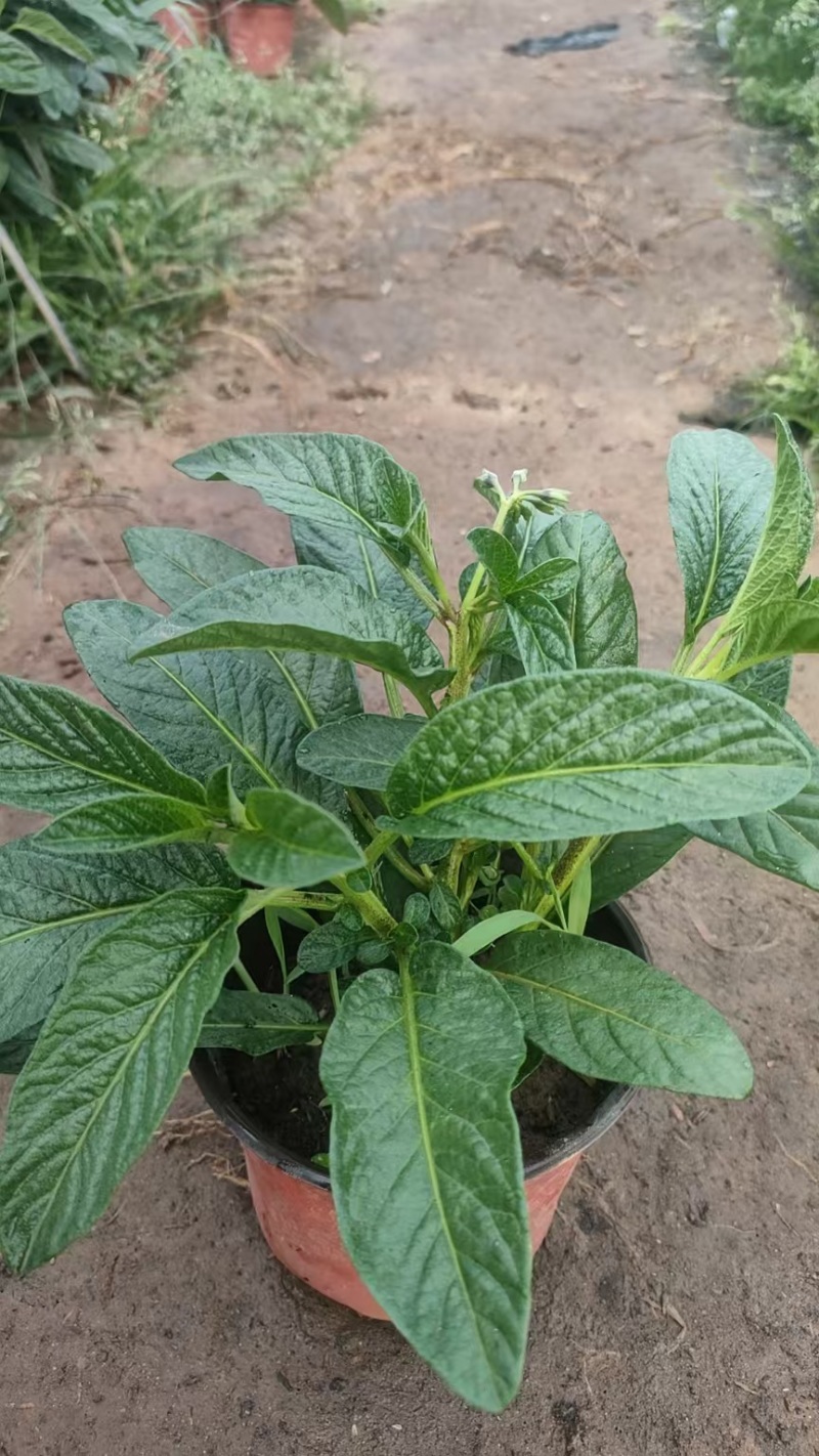 人参果盆栽大苗！自产自销基地直发。120盆
