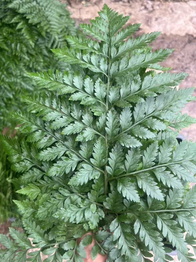 高山羊齿叶