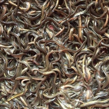江南七里湖泥鳅