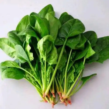 菠菜