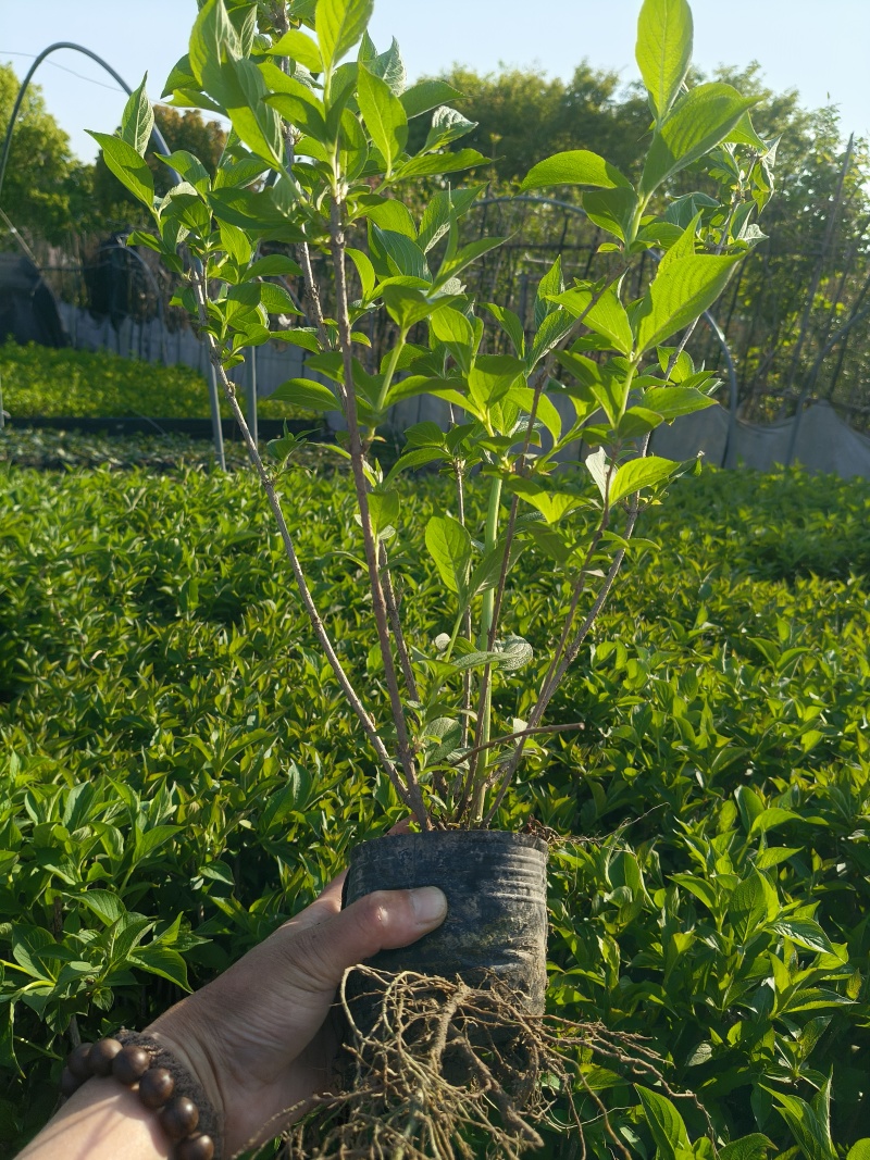 红王子锦带花大杯高度:40一50cm，基地有量，欢迎来订