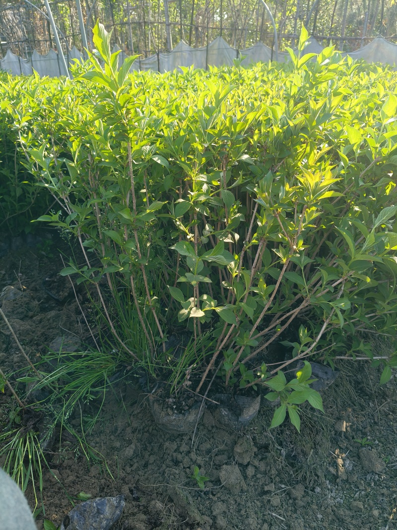 红王子锦带花大杯高度:40一50cm，基地有量，欢迎来订