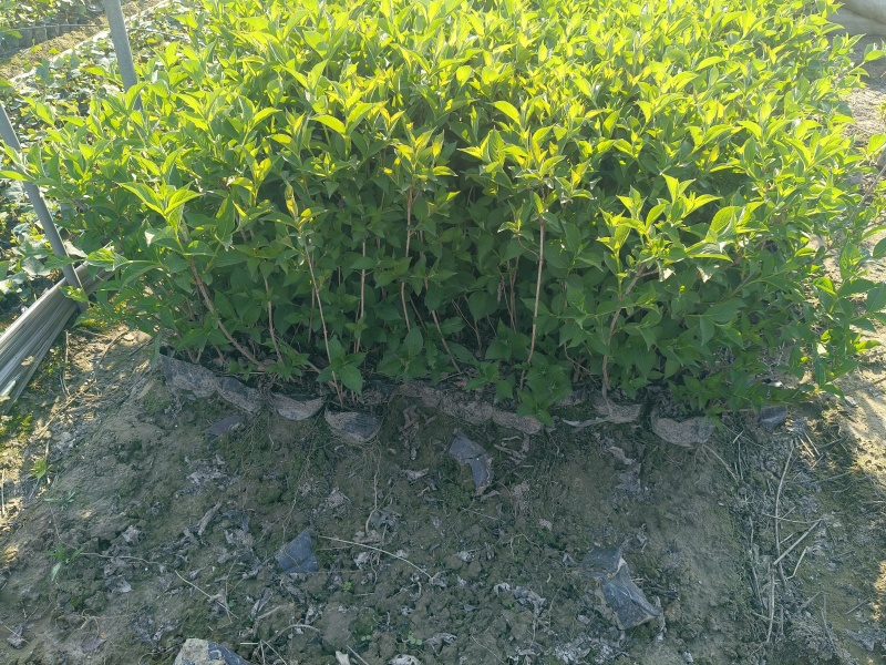 红王子锦带花大杯高度:40一50cm，基地有量，欢迎来订