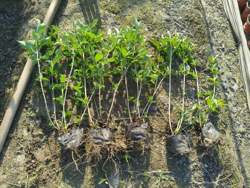 红王子锦带花大杯高度:40一50cm，基地有量，欢迎来订