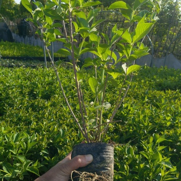红王子锦带花大杯高度:40一50cm，基地有量，欢迎来订
