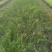 黄馨小毛球高度80一1m，基地有量，欢迎来一亩田订购。
