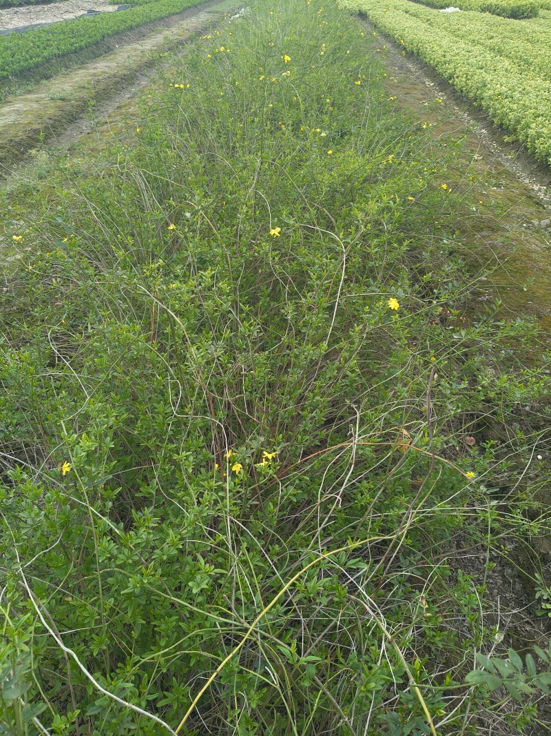 黄馨小毛球高度80一1m，基地有量，欢迎来一亩田订购。