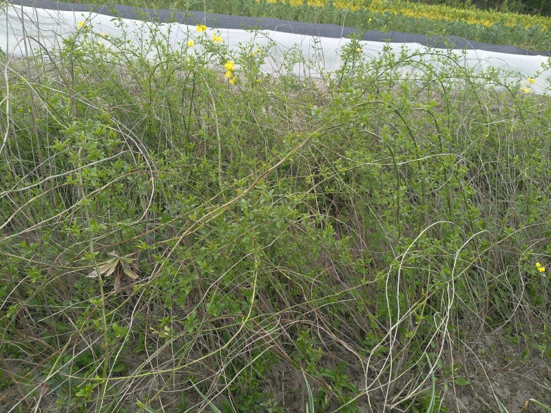 黄馨小毛球高度80一1m，基地有量，欢迎来一亩田订购。