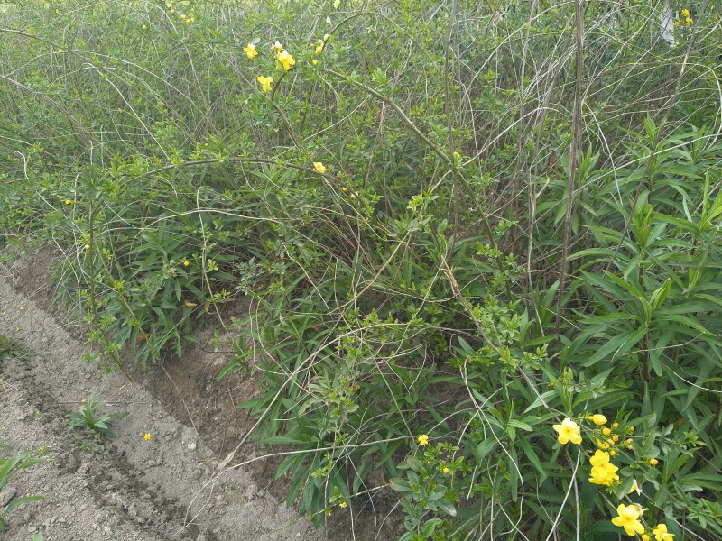 黄馨小毛球高度80一1m，基地有量，欢迎来一亩田订购。